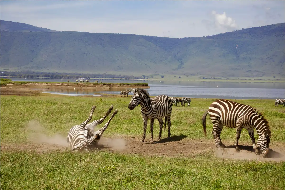 zebras rolling infront of alkine lake
