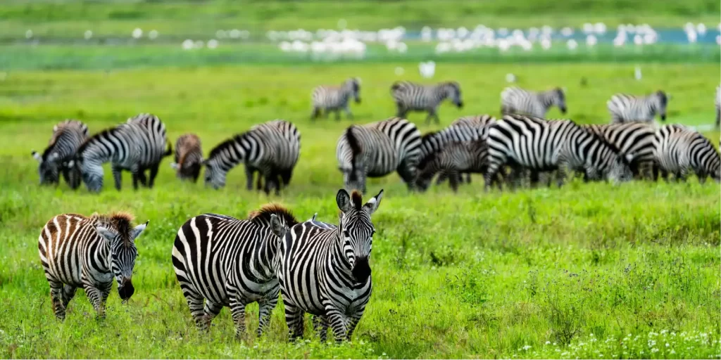 zebras grazing in ngorongoro crater