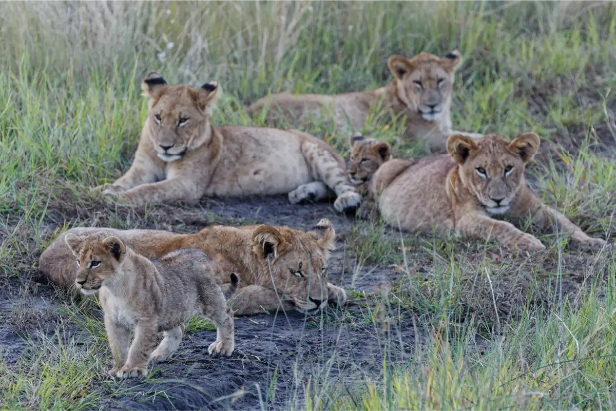 Lions in Serengeti on budget safari