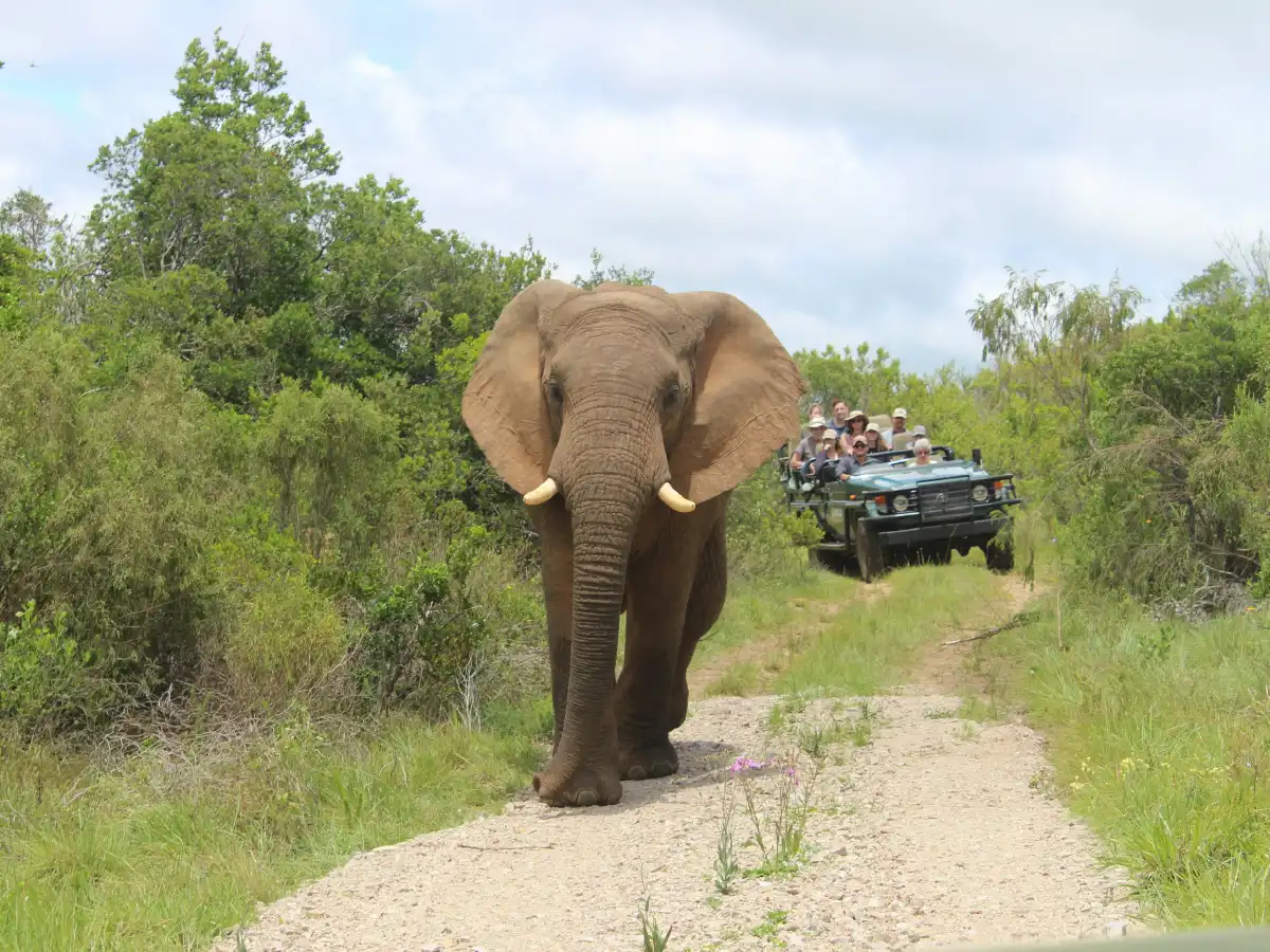 Safari game drive Tarangire National Park