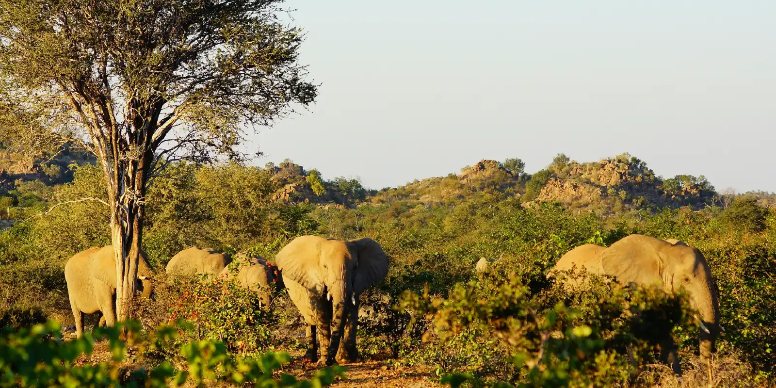 Tarangire National Park landscape with elephants and baobab trees