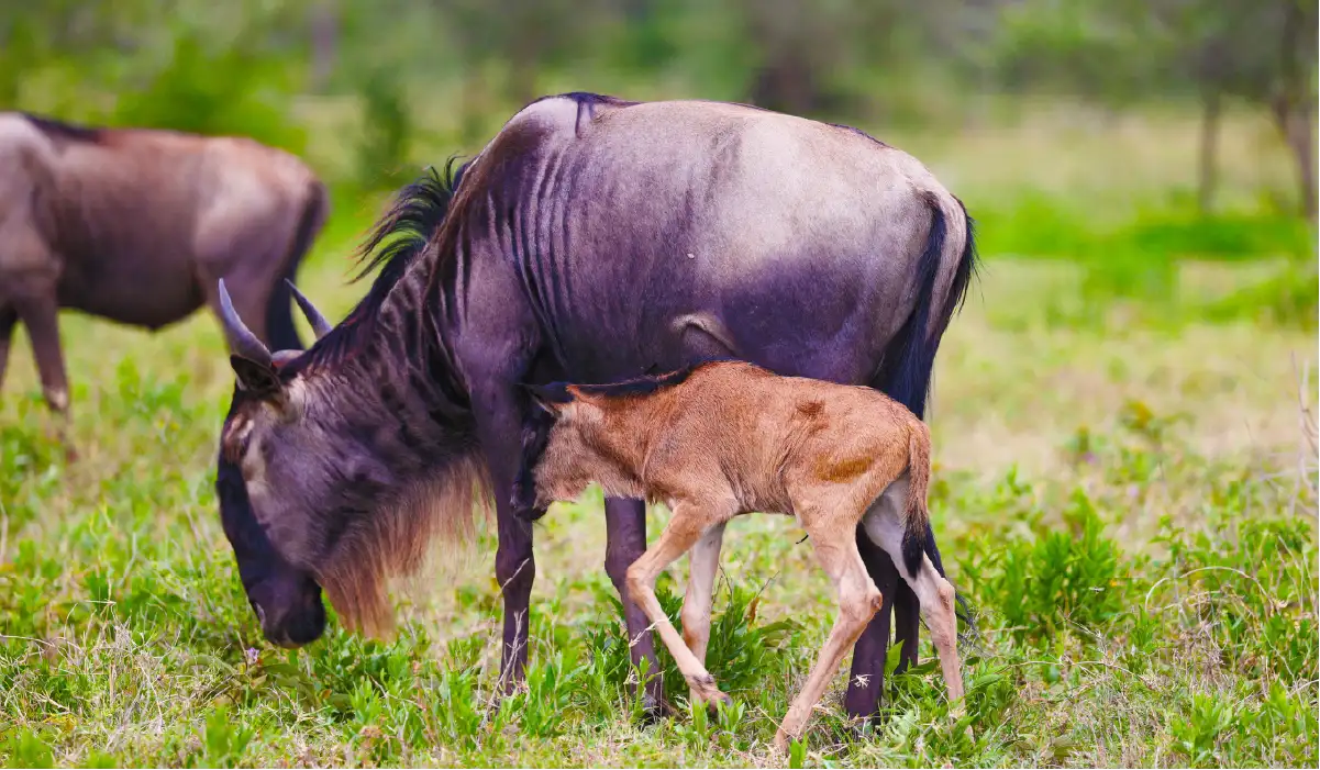 Wildebeest Calving Season Ndutu Serengeti