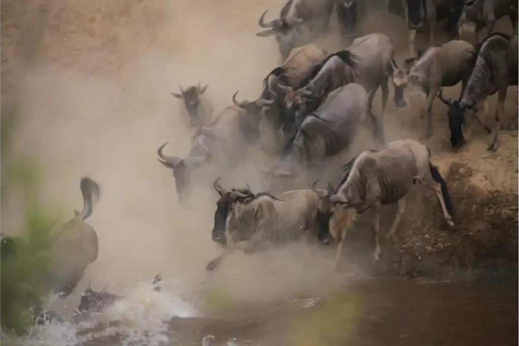 the dramatic wildebeests on action seen by dusts