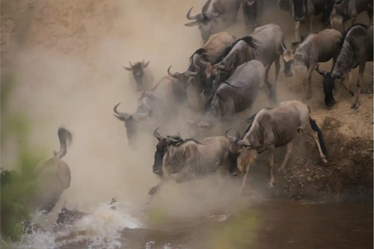 Wildebeest crossing Mara River Serengeti