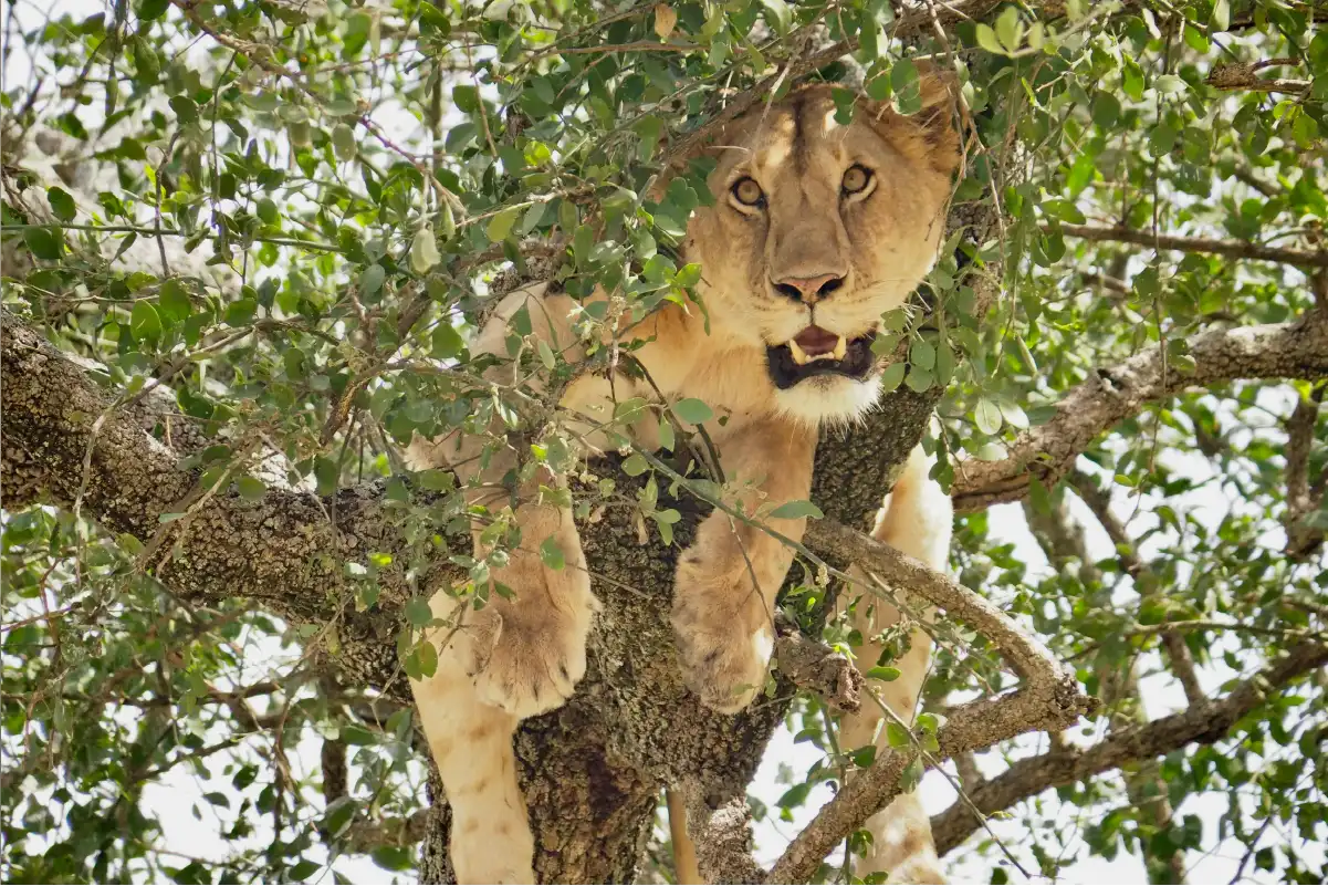 Tree-climbing lion in Lake Manyara National Park