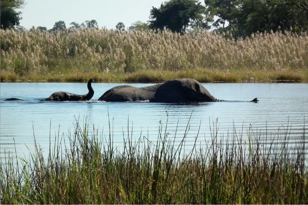 Elephants drinking near the shores of Lake Manyara