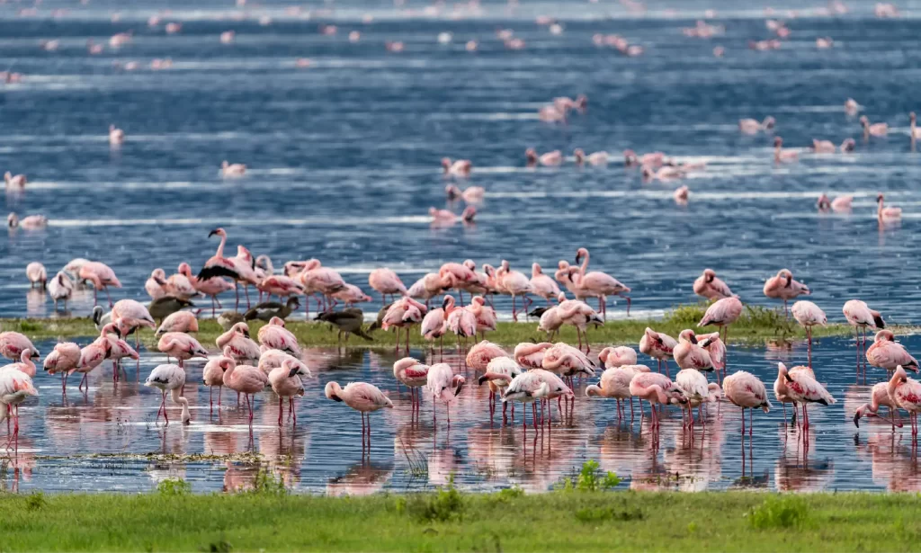 colorful flamingos at Lake manyara national park shores