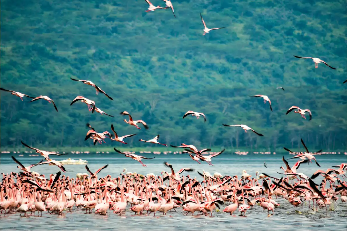 Lake Manyara birding guide