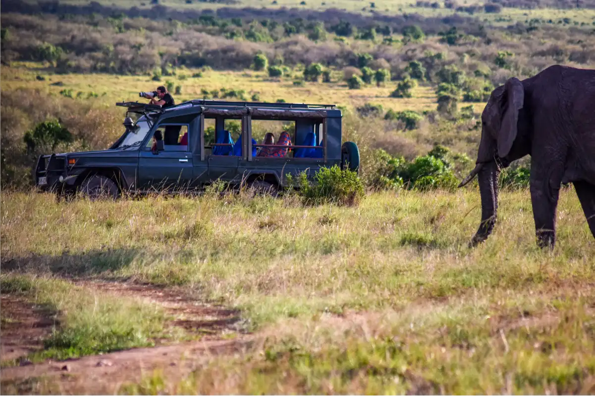 Group safari departures