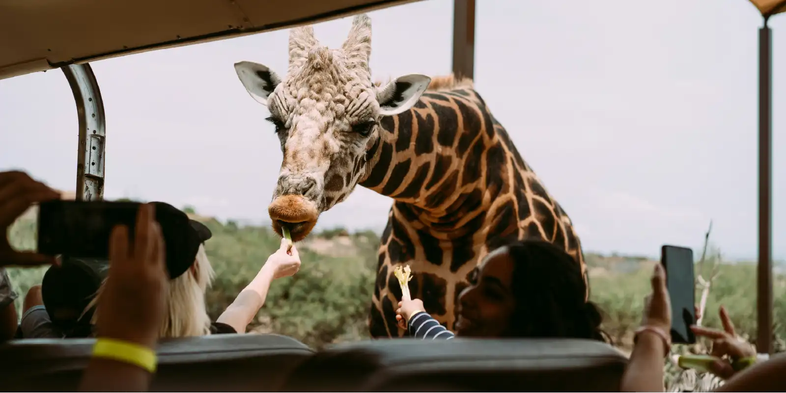 UK Travelers Tanzania Safari Guide