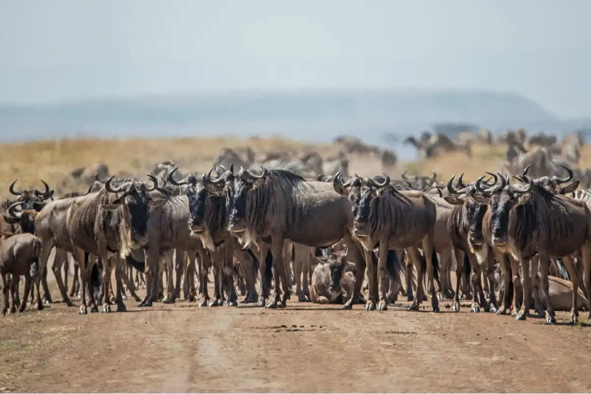 4 Day Ngorongoro & Serengeti safari