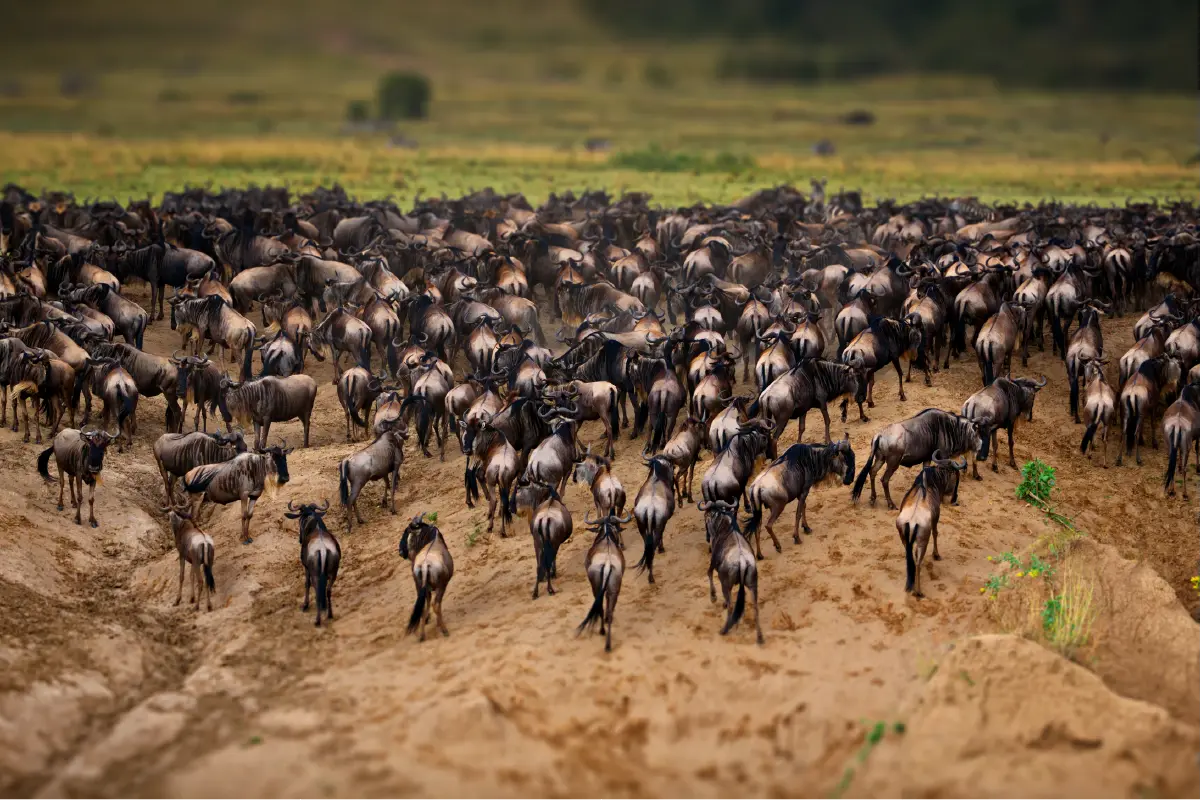8-Day Fly-Out Serengeti Migration Safari