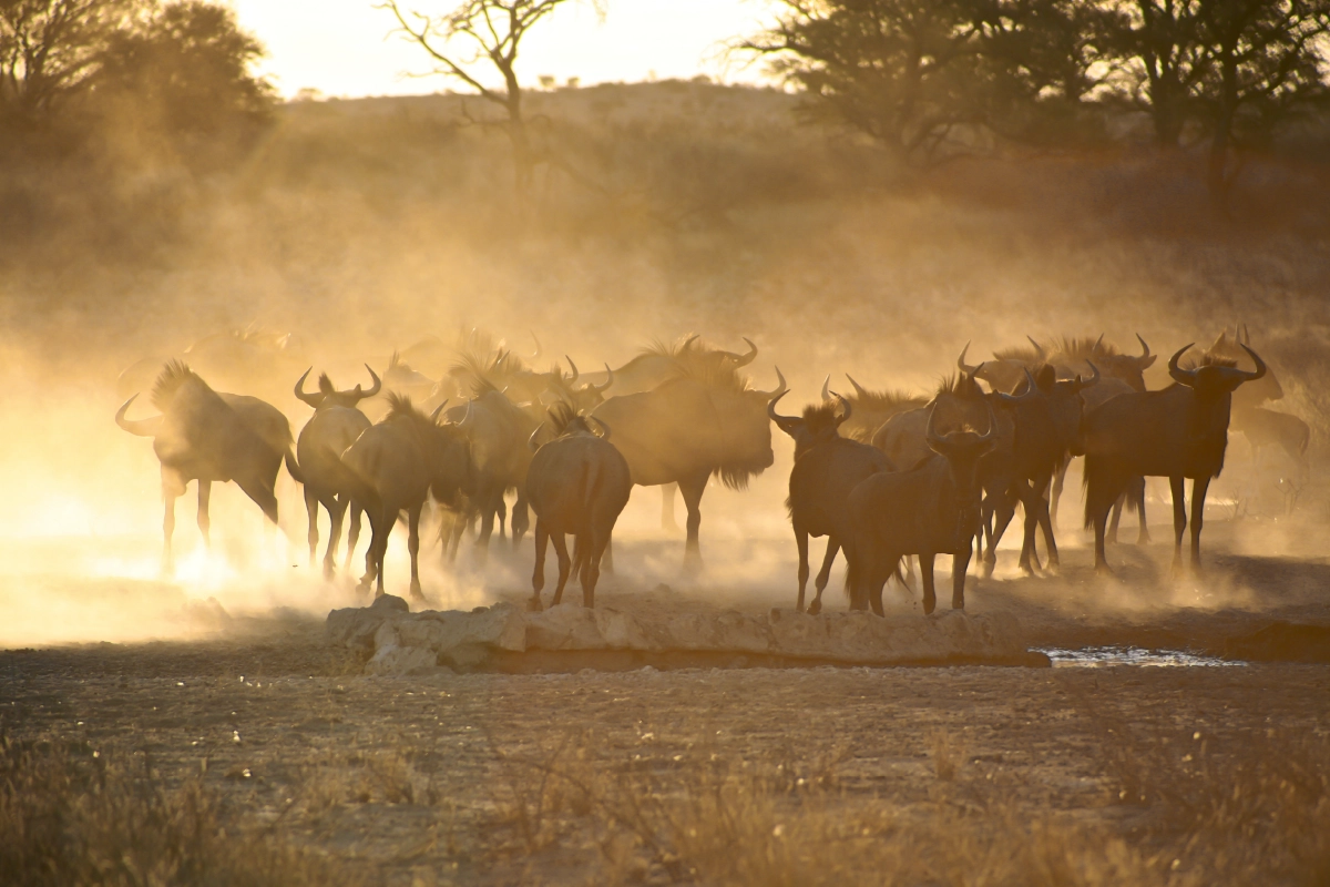 6-Day Tanzania Wildebeest Migration Safari