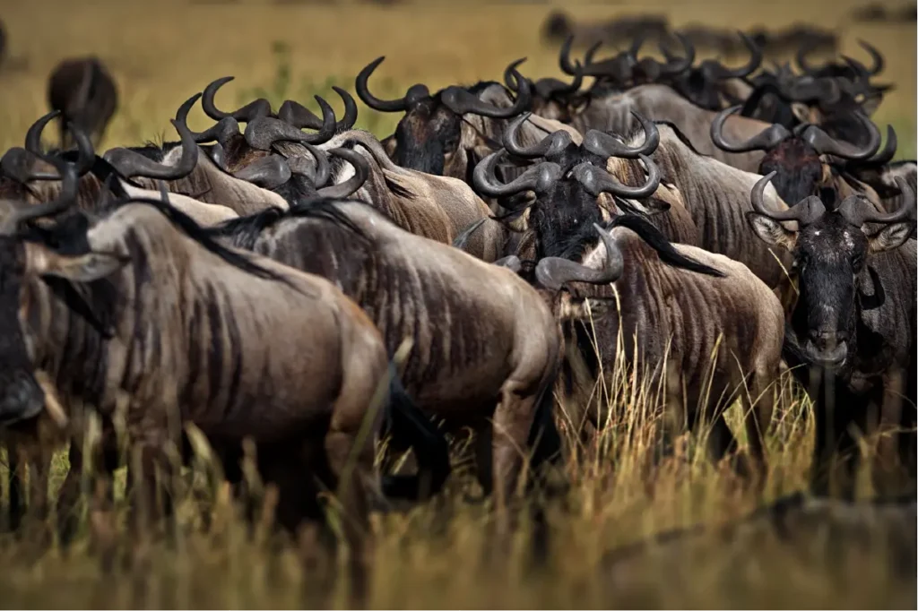 wildebeest migration in action