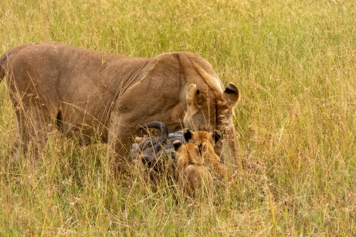 Serengeti National Park wildlife