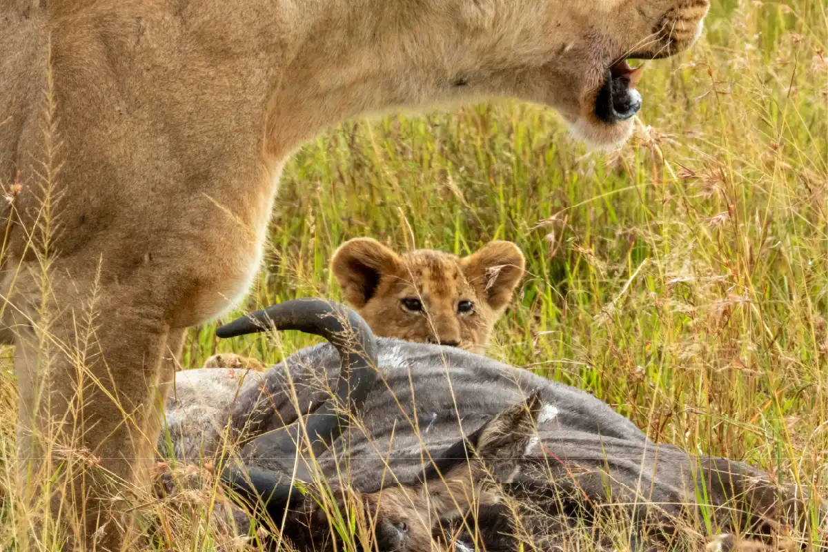Serengeti National Park wildlife