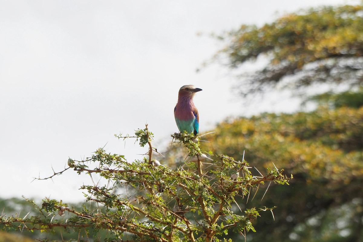 Lilac-breasted-Rollers-bird-on-a-tree-at-nyerere-national-park