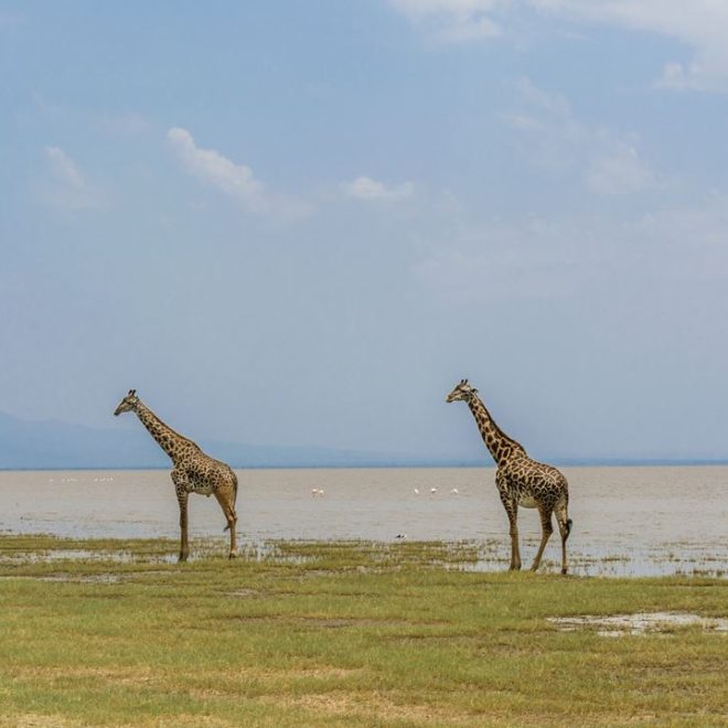 Budget Tanzania Safaris