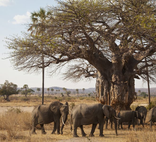 Elephants and baobab tree in Tarangire National Park group tour