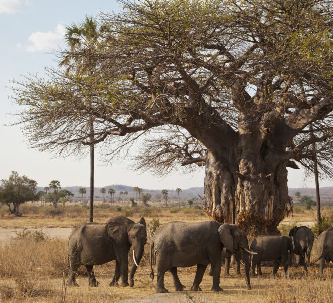 Elephants and baobab tree in Tarangire National Park group tour