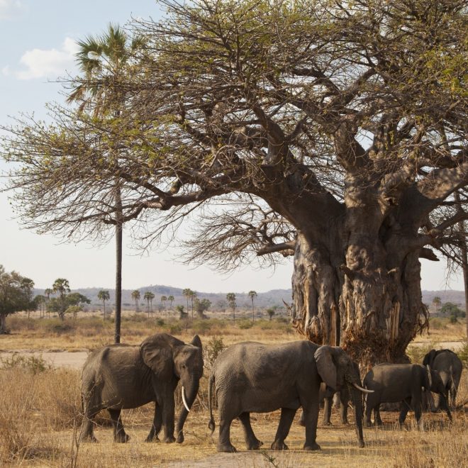 Elephants and baobab tree in Tarangire National Park group tour