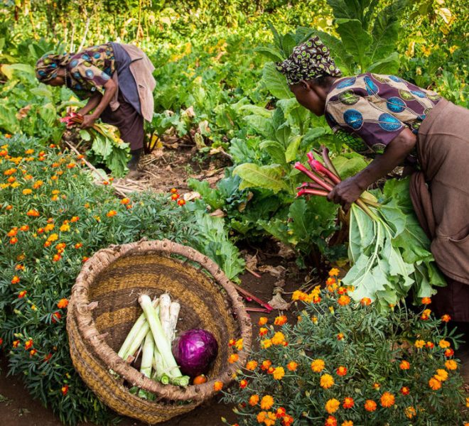 two women harvesting green vegetables enforcing eo-tourism.
