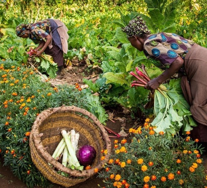 two women harvesting green vegetables enforcing eo-tourism.