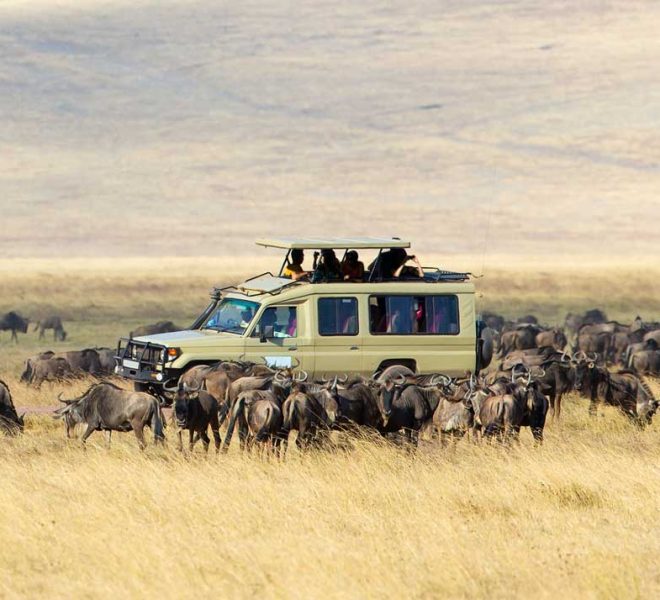Safari vehicle entering Serengeti during Great Migration safari