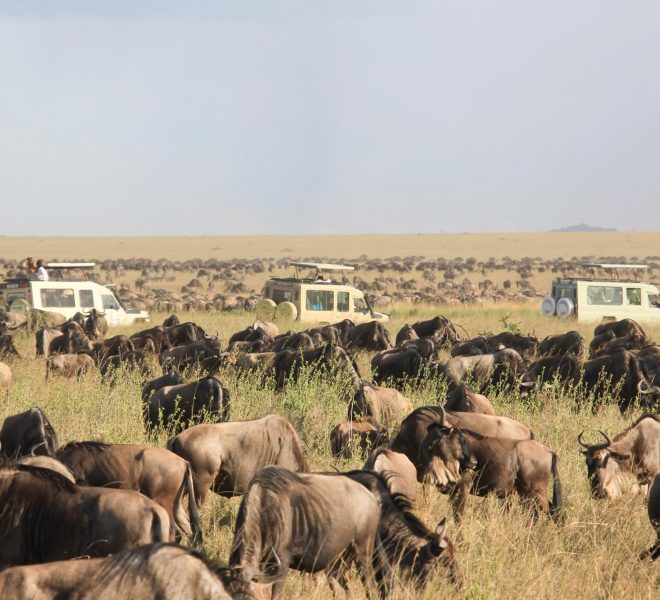 wildebeests on a great migration with safari vehicles