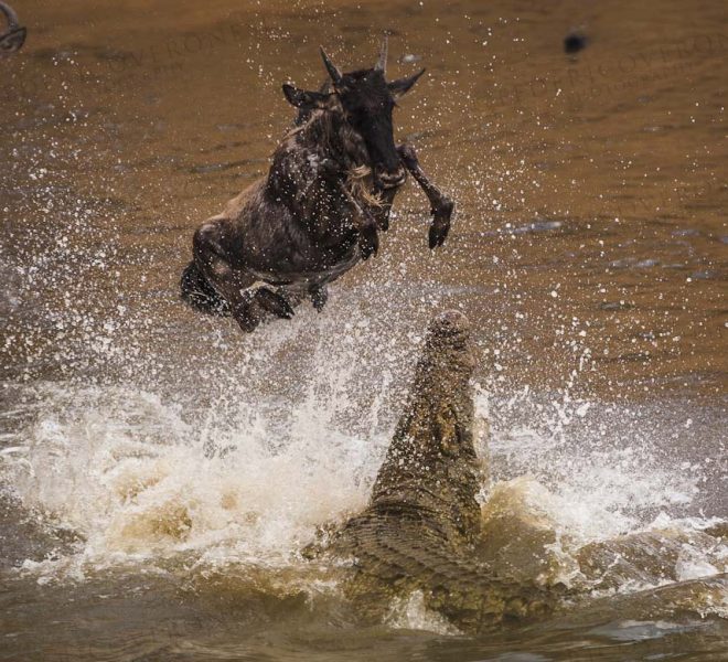 a wildebeest jumping over a crocodile while crossing mara riva