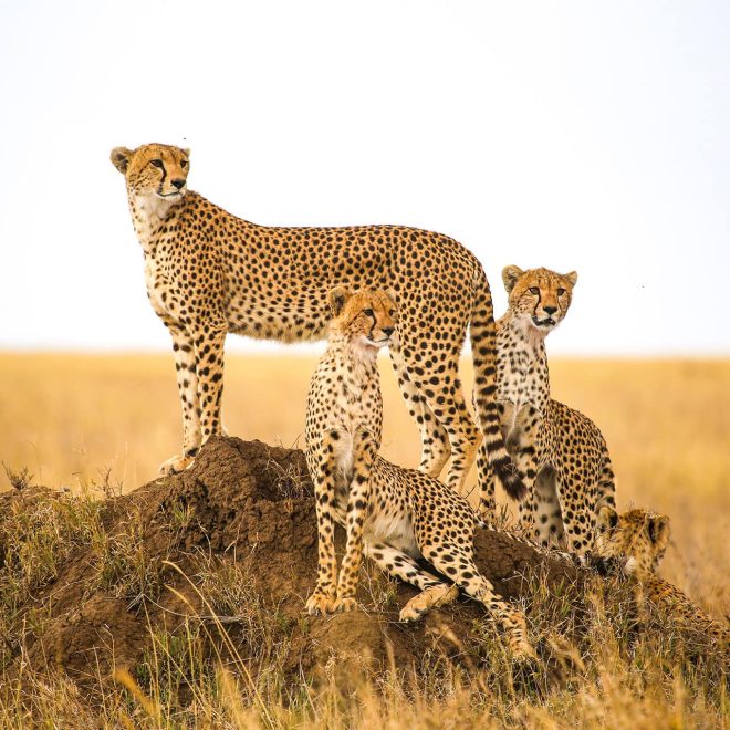 tanzania-north-safaris