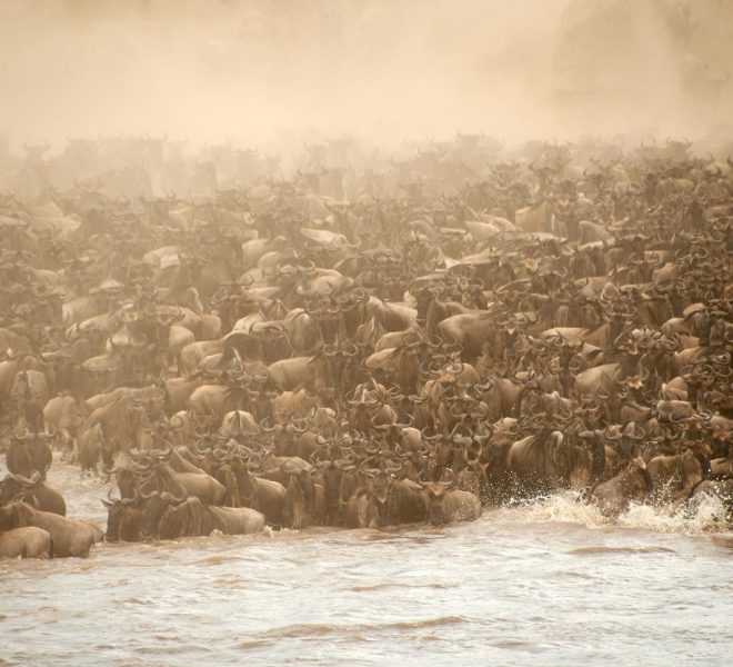 Chaotic blue wildebeest antelopes crossing the river