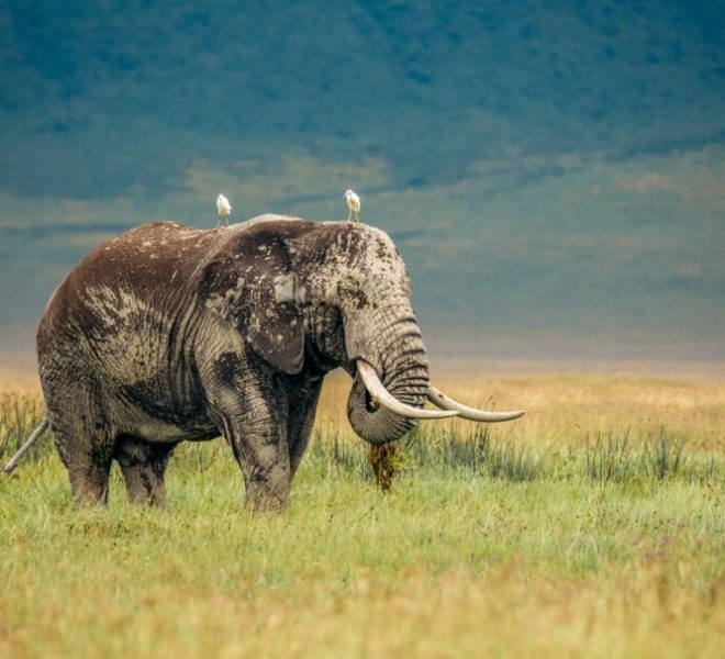 Large elephant eating grass in the Ngorongoro Crater, highlighting the rich wildlife and scenic beauty of Tanzania.