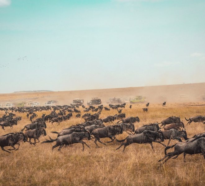 wildebeest migration in action