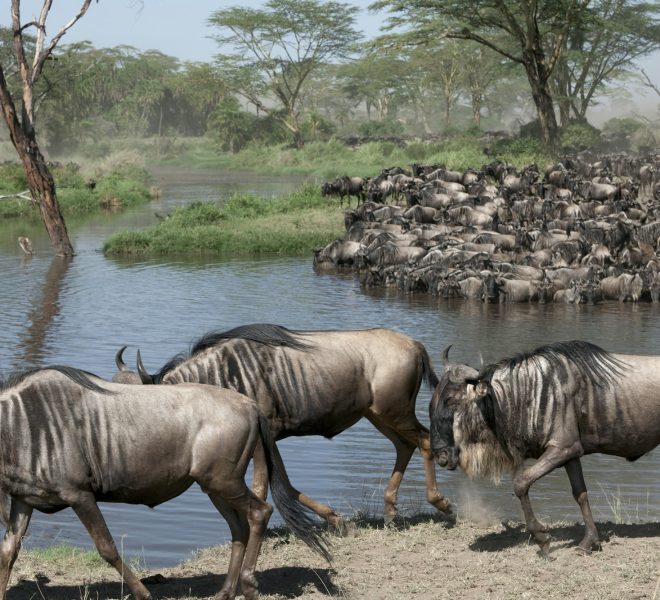 Herds of wildebeest at the Serengeti National Park, Tanzania, Africa