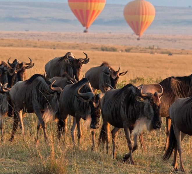Wildebeest migration in Serengeti National Park