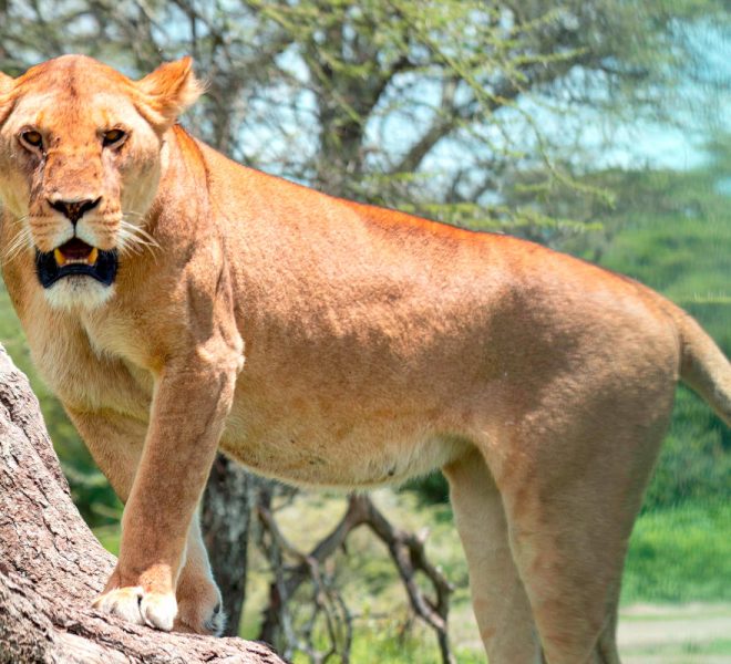 a tree-climbing lioness on a tree in lake manyara national parl