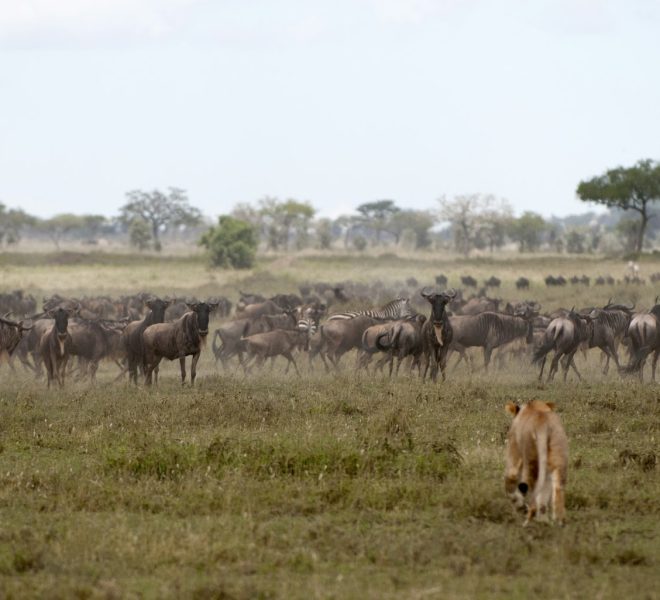 Lioness and herd of wildebeest at the Serengeti National Park, Tanzania, Africa