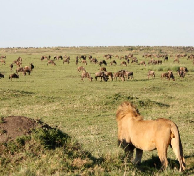 Lion observing wildebeests during Tanzania safari in Serengeti