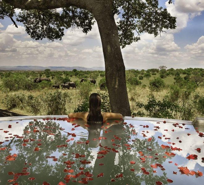 a woman on her honeymoon safari in a swimming pool watching elephantsby the pool in the serengeti national park with romantic setting of flowers on the pool