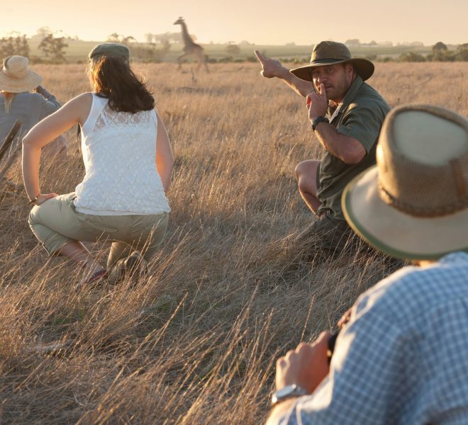 People watching giraffe on safari, Stellenbosch, South Africa