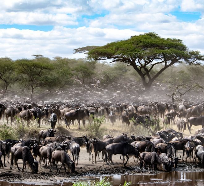 Wildebeests grazing and drinking in cool morning light during Tanzania wildlife tours