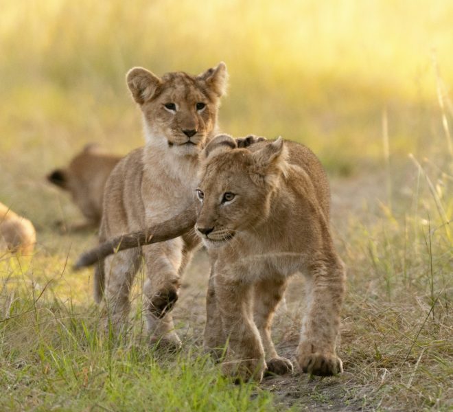 Two young lion cubs playfully interacting in the golden light of the savanna.