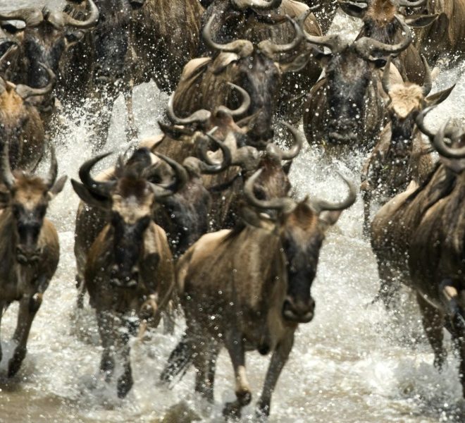 Wildebeest running in river in the Serengeti, Tanzania, Africa